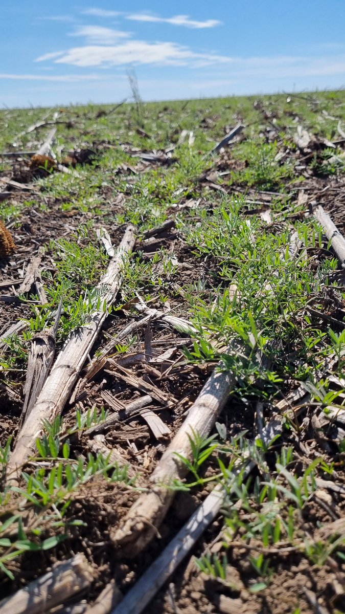 Horacio I. tweet media