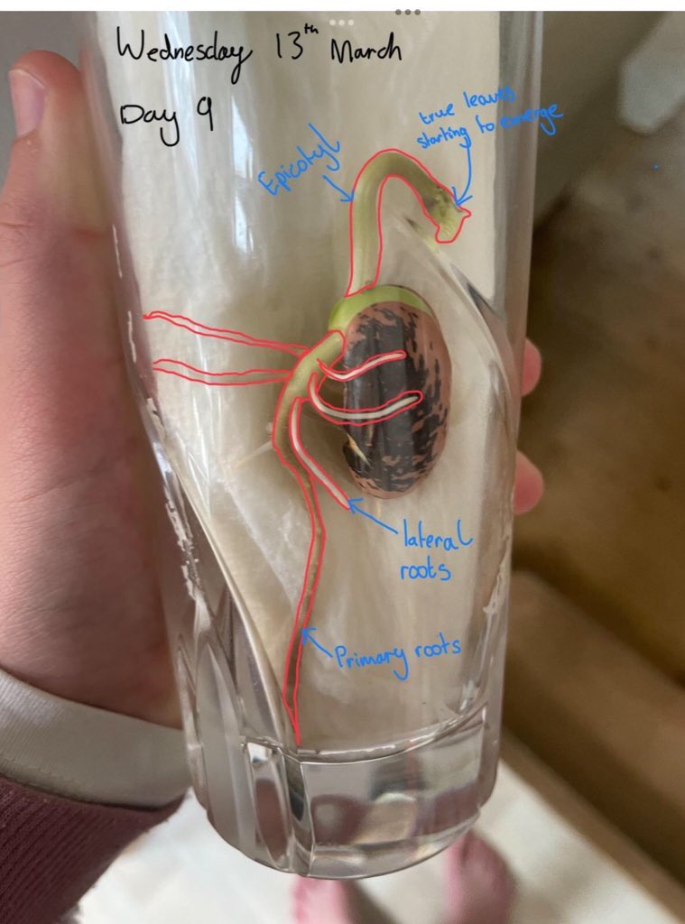 ExSchBio's tweet photo. Just have to share this lovely germination journal of a bean by Isabelle in 3rd form. She put a great deal of science into these annotations. Well done! 👏 🤩 🫘 🌱 @ExeterSchoolUK #exeterseniorschool #education #scienceteacher #chatbiology #iPaded https://t.co/8P4LrIivU7