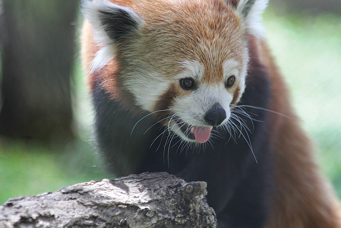 RedPandaEveryHr's tweet photo. https://t.co/vMidiPb5m4