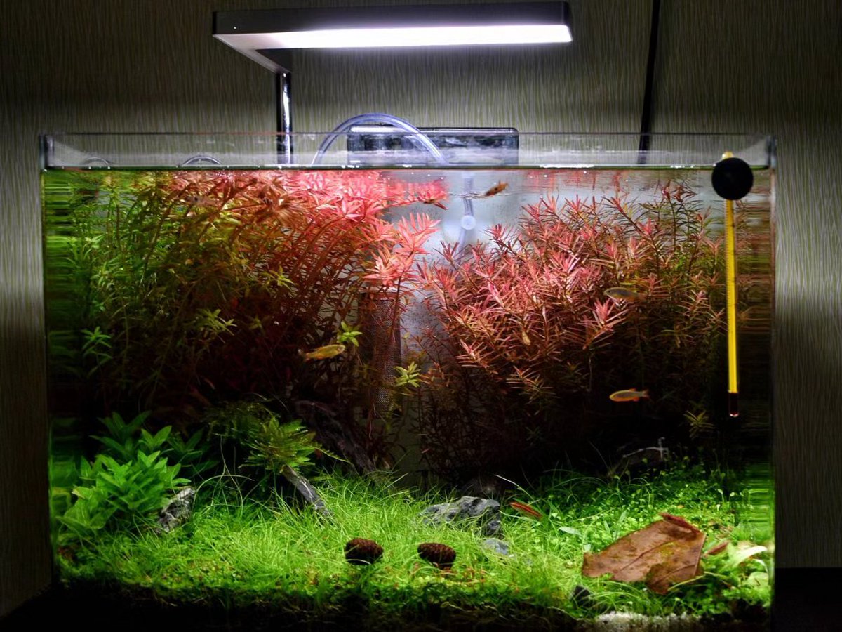 Acuariofiliamad's tweet photo. Solamente 30L

📷: Gorri en https://t.co/QjHevETfZY

https://t.co/gu5yBb6Tvb

#AcuariofiliaMadrid
#acuario #nanotank #nanoaquascape #aquascaping #forodeacuariofilia #30L #neocaridinashrimp https://t.co/1V1wF7g2bn
