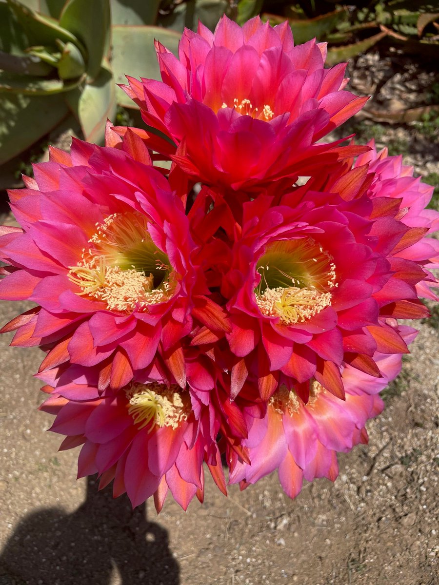 Frances Arnold tweet media