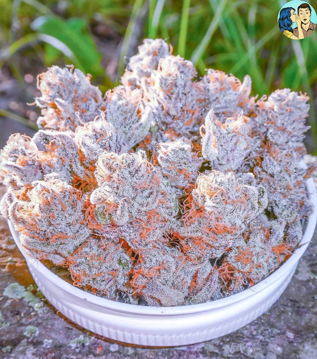 Herb Approach tweet media