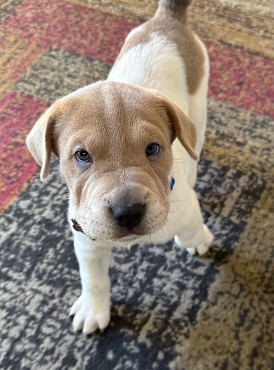 Steelbooth's tweet image. Gregor! #puppy #SharpEagle
It’s going to be our first NFL draft tonight! #herewego #steelers