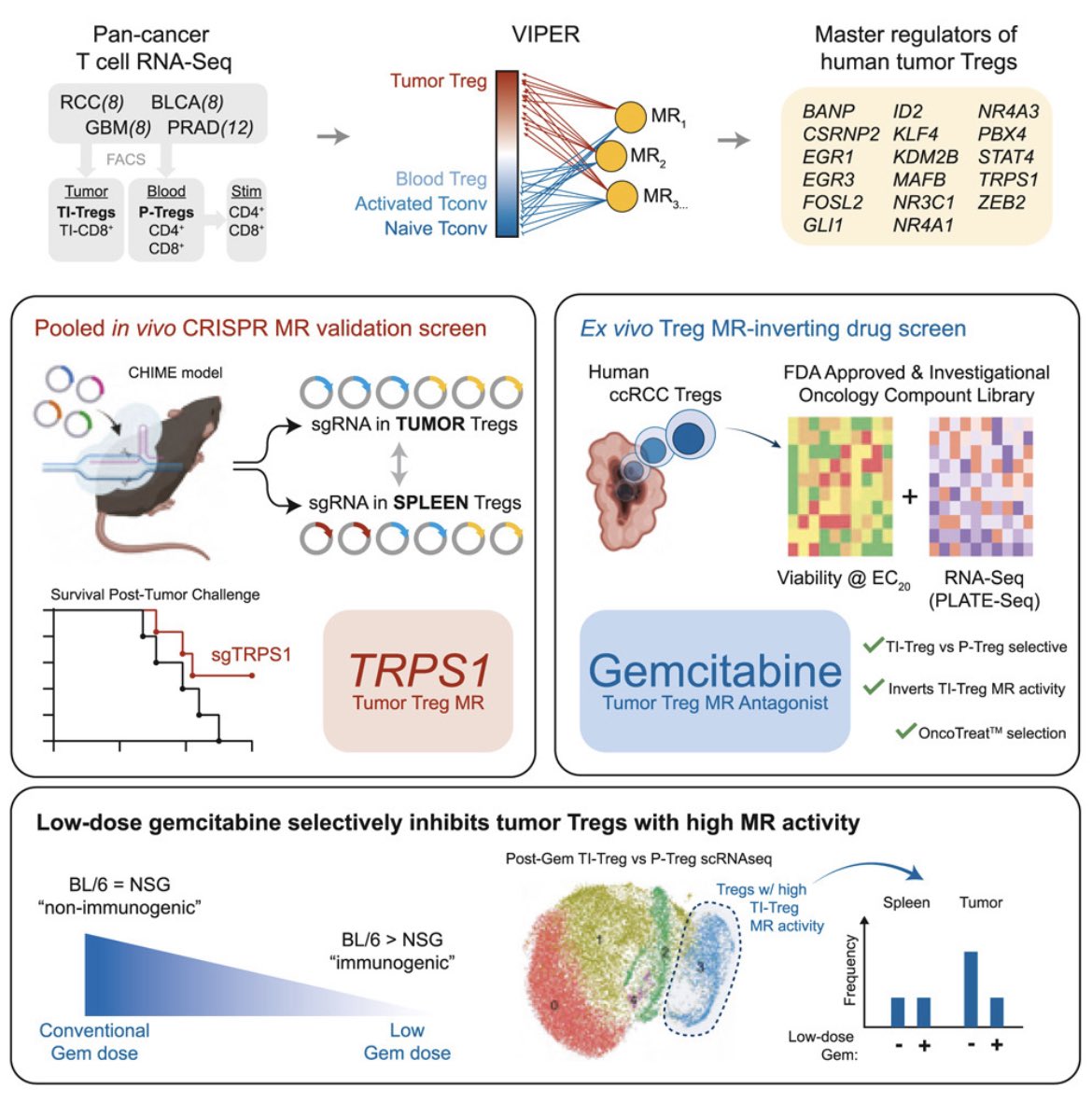 New Treg story out today in @Cancer_Cell! A true team effort with (Twitterless) co-authors Aleks and Mikko from @califano_lab and @cncrfghtr_drake labs at @columbiacancer. cell.com/cancer-cell/fu…
