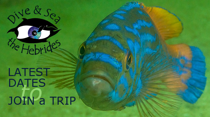 DiveSkye's tweet photo. DIVESKYE 2023 - latest availability to join an expedition 🐟 - https://t.co/NlbZYP5NsK
Join a trip, Clubs, Smalls Groups, Photography and SeaSearch opportunities available now. https://t.co/nUvHUVqkfF