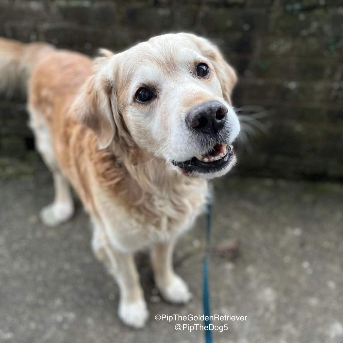 😃🐶🌤️

Is it time for my walk?

#GoldenRetrievers 🐕😁🐾 #dogsoftwitter