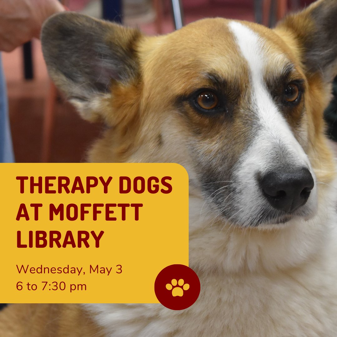 MoffettLibrary's tweet photo. The Therapy Dogs are back for Finals at Moffett Library! Join us on Wednesday, May 3, from 6 to 7:30 pm. Take a break from the stress, and let the dogs show you some love!❤️

#msutexas #moffettlibrary #clubmoffett https://t.co/9PobtFa4ap