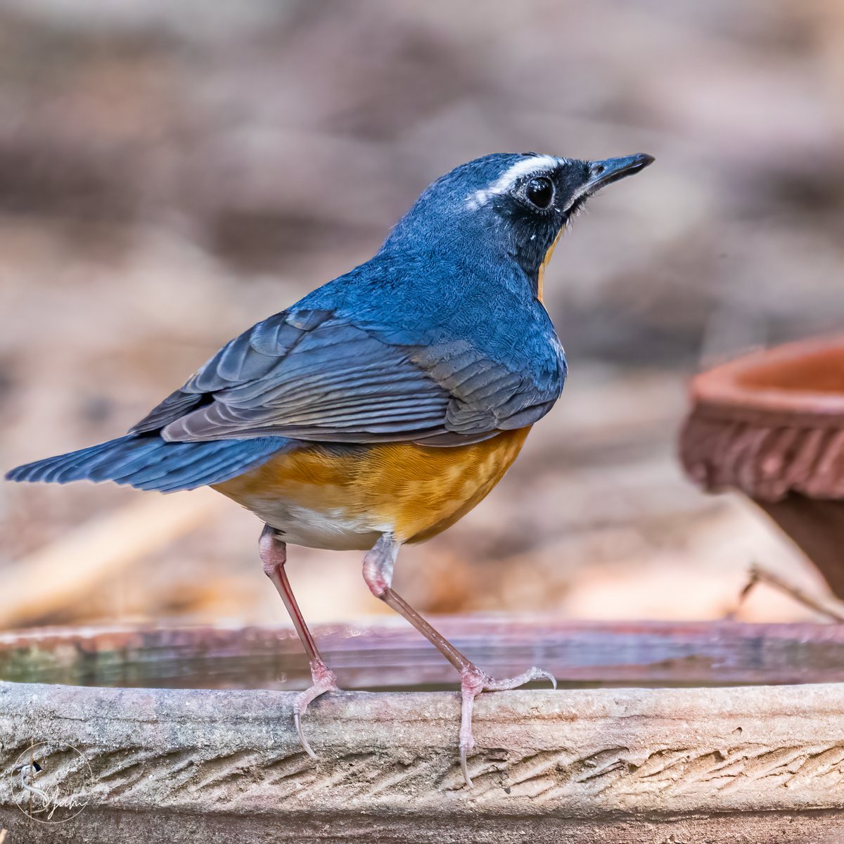 SyamPotturi's tweet photo. Indian Blue Robin
Ameenpur, Hyderabad, Telangana
Apr2021
#indianbluerobin
https://t.co/c9jXPA9YFq
#IndiAves #birdwatching #birdphotography #birds #BirdsSeenIn2021 #TwitterNatureCommunity #Canon #77D #SIGMA150600mm #AmeenpurBHS https://t.co/5ogO5jmDIq