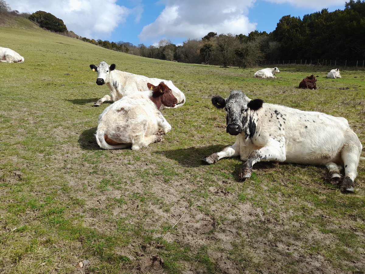 HeartofKentWalk's tweet photo. On 24 March, Derek from Medway Valley Countryside Partnership took 11 walkers on a Circular Walk from Hollingbourne as part of the HoK Walking Festival 2023!

Derek has received some wonderful feedback, with attendees describing the walks as 'excellent' and 'informative'. #walks https://t.co/FvCj7YROTv