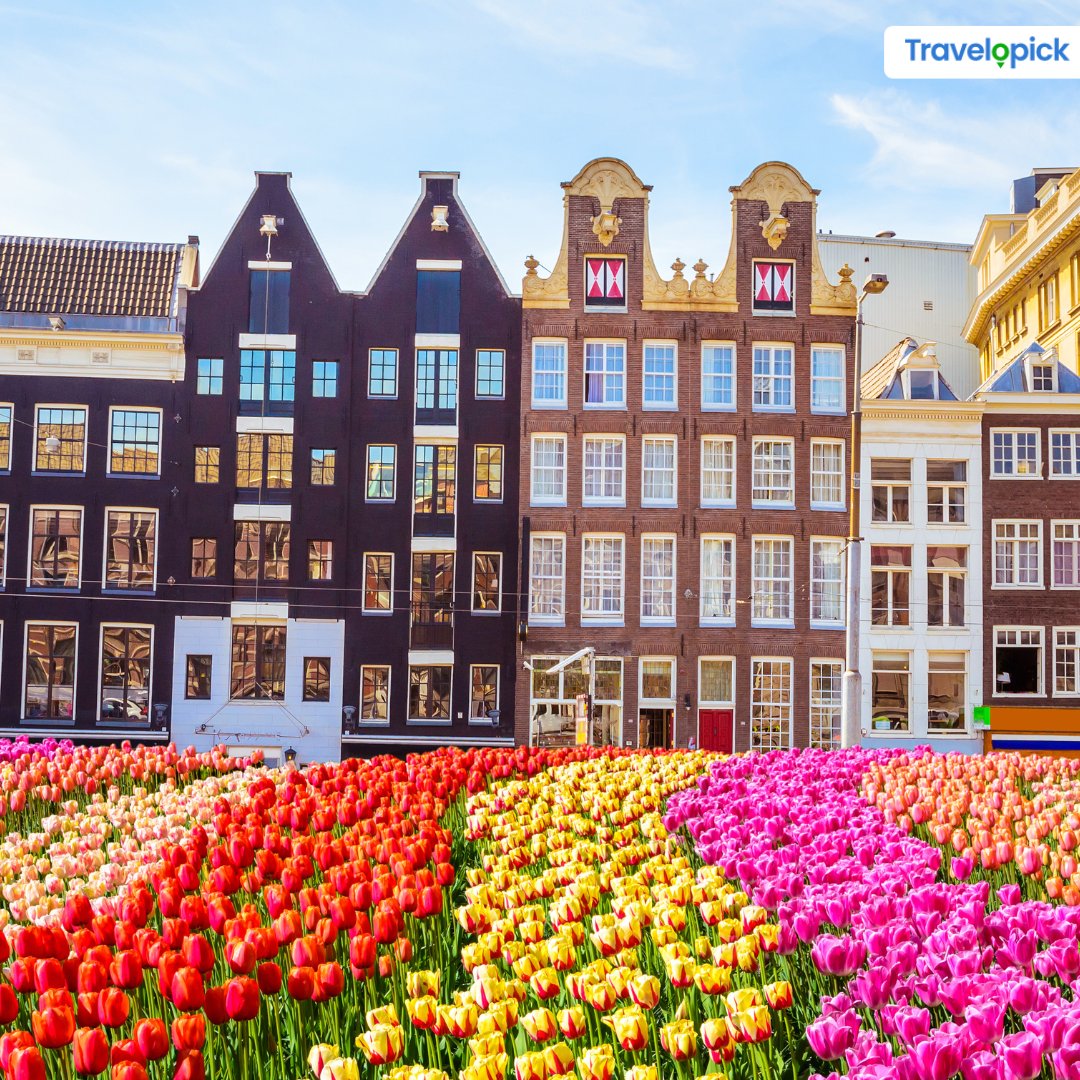travelopick's tweet image. Part of The Netherlands is transformed into a vast sea of flowers from mid-March to mid-May. 

#tulips #tulipseason #netherlandtulips #tulipfields #noordoostpolder #kopvannoordholland #lisse #noordwijk #leiden #holland #netherlands #visitnetherlands