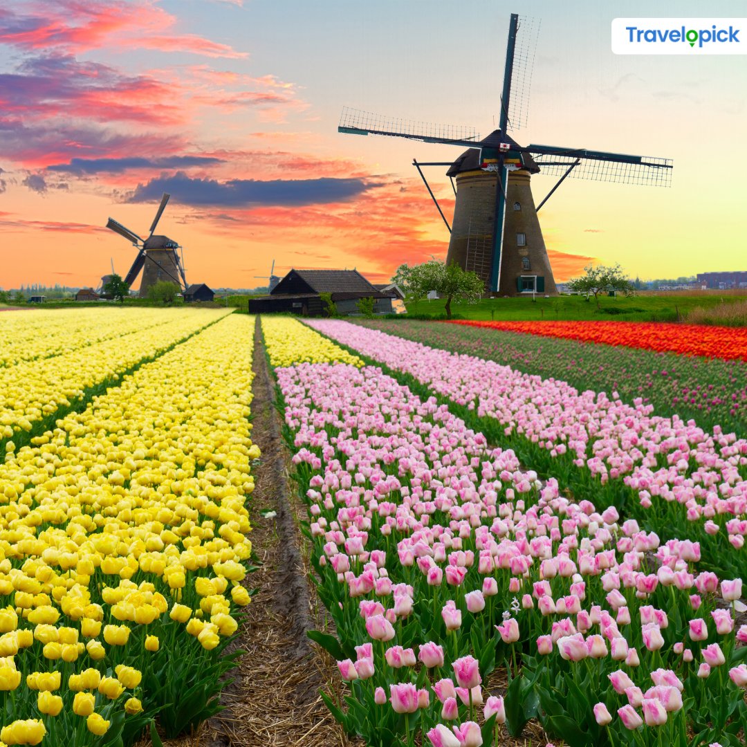 travelopick's tweet image. Part of The Netherlands is transformed into a vast sea of flowers from mid-March to mid-May. 

#tulips #tulipseason #netherlandtulips #tulipfields #noordoostpolder #kopvannoordholland #lisse #noordwijk #leiden #holland #netherlands #visitnetherlands