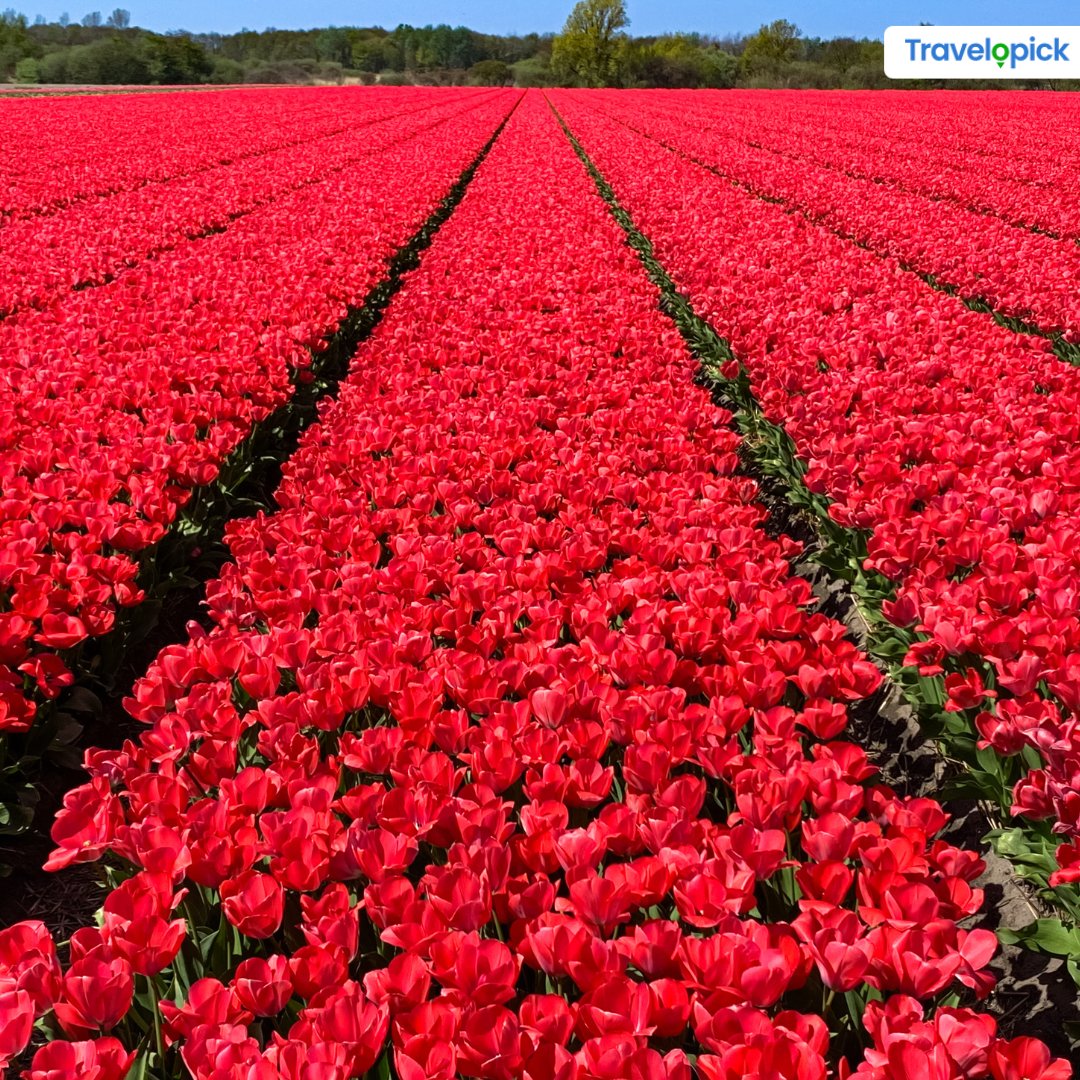 travelopick's tweet image. Part of The Netherlands is transformed into a vast sea of flowers from mid-March to mid-May. 

#tulips #tulipseason #netherlandtulips #tulipfields #noordoostpolder #kopvannoordholland #lisse #noordwijk #leiden #holland #netherlands #visitnetherlands