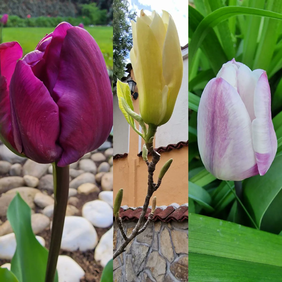 Lx_de_Luxe's tweet photo. 🌷 Spring Extravaganza 🌷
#april #homesweethome #sofia #sofiacity #bulgaria #beautifulbulgaria #tulips #magnolia #lilac #green #flowers #fresh #bloom #insta #spring #extravaganza #picoftheday https://t.co/bda1OZnEuz