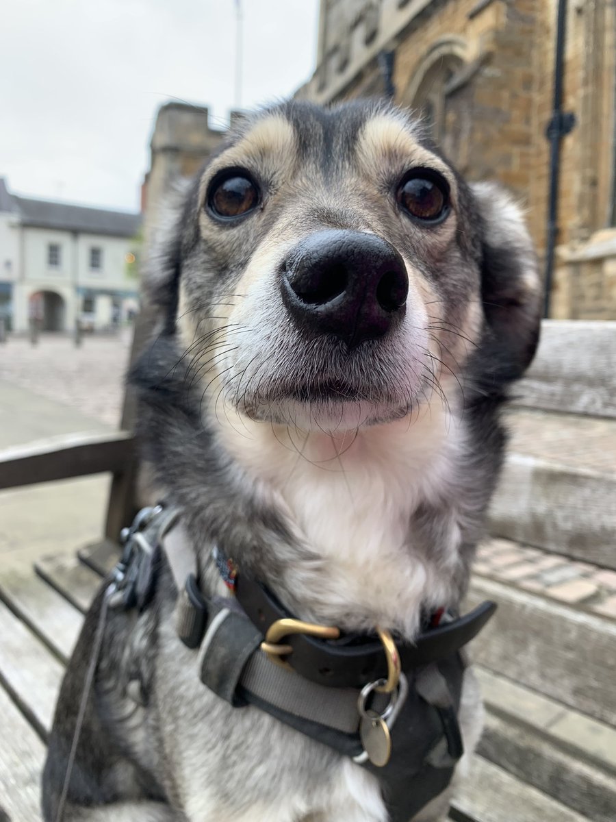 Coffee froff an a caikey crumb afta our walk. Oh an just me bein a handsum Houndlet 😬😂