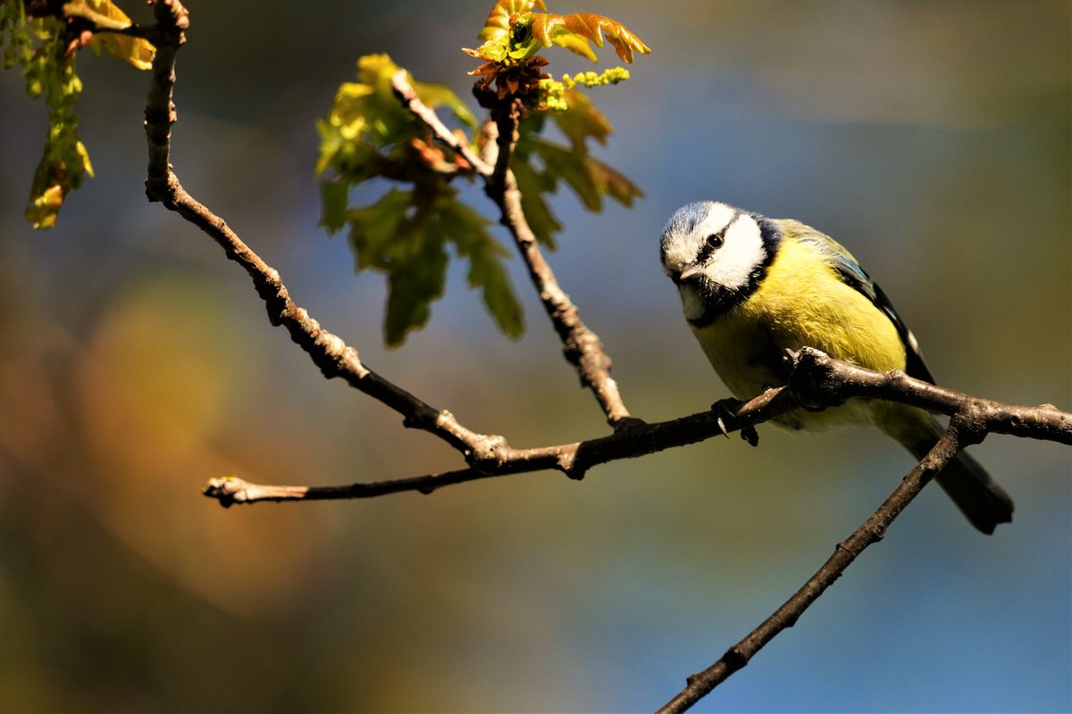 WildlandFocus's tweet photo. Watching me, watching you.

#birdphotography  #wildlifephotography #ThePhotoHour #Sony #A7RIV https://t.co/jkMschBxU2