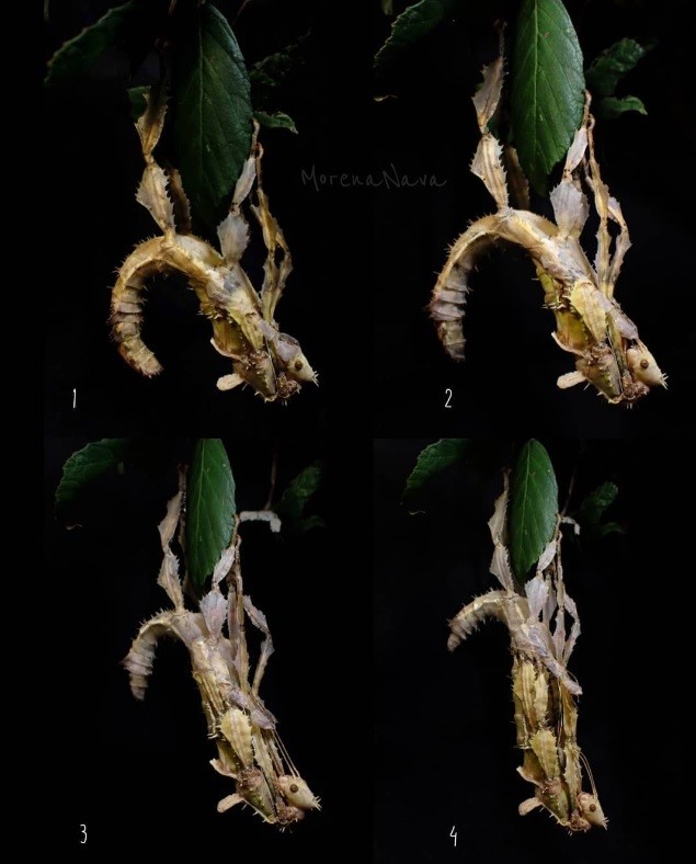 MorenaNava99's tweet photo. A female of the Australian phasmid Extatosoma tiaratum during her last moult to become adult. #Arthropoda #Phasmatodea #insect https://t.co/VD3l56gLpT
