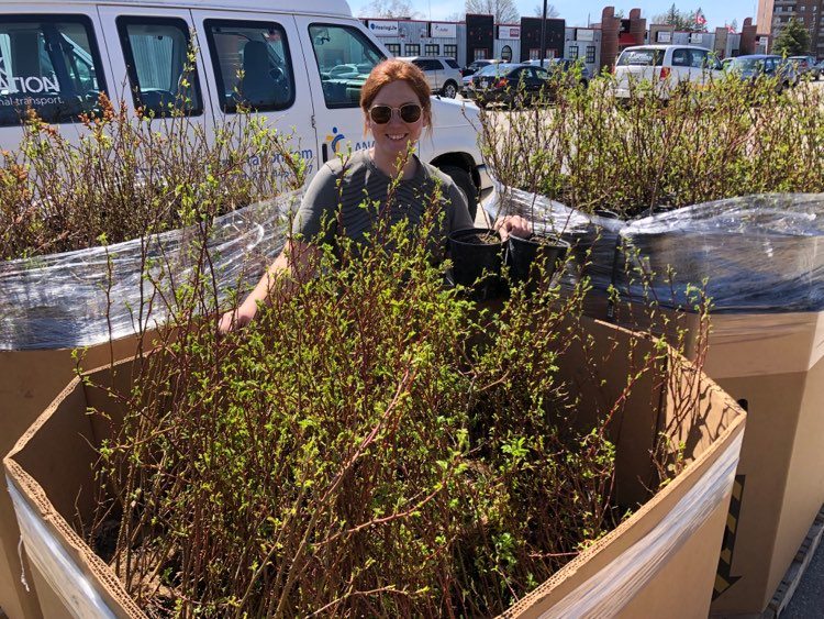WatershedsCAN's tweet photo. It's spring planting season! Our #NaturalEdge team is busy getting 100s of native trees, shrubs, and wildflowers ready for shoreline restorations across Central-Eastern Ontario. Not a bad office day!
Learn more about the Natural Edge program: https://t.co/op0gGMq9le https://t.co/pA9ei0HPdN
