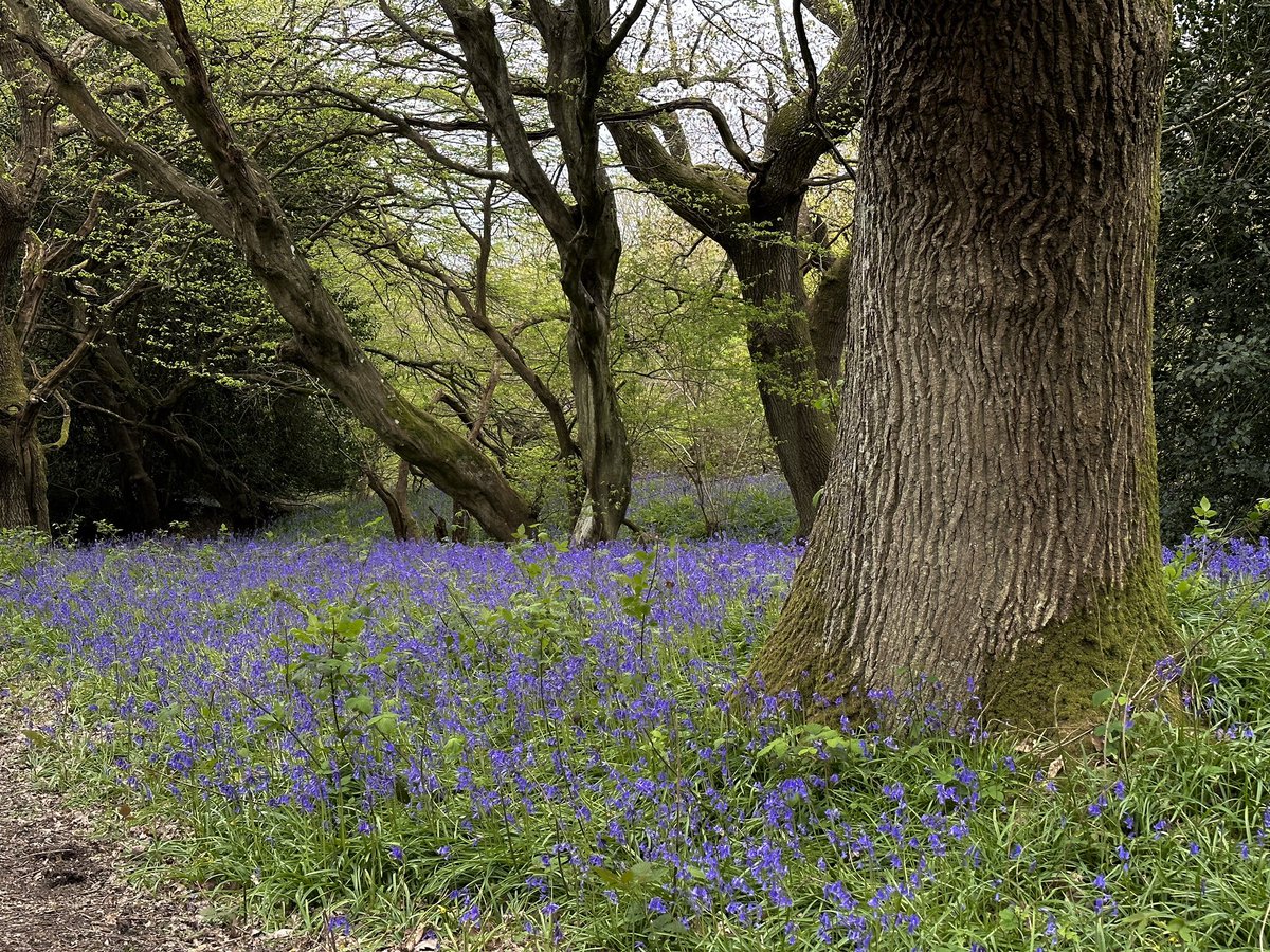 suerobphoto's tweet photo. So lovely walking through Bluebell woodland this morning. It was a wellies expedition so a challenge with walking poles sticking with every step. Worth every suctioning heave to get free, though 🤣. #Moschatel, #Bluebells, Tree and Bluebells, Young Oak Leaves. #Sussex #Woodland https://t.co/cKRb7vZEQN