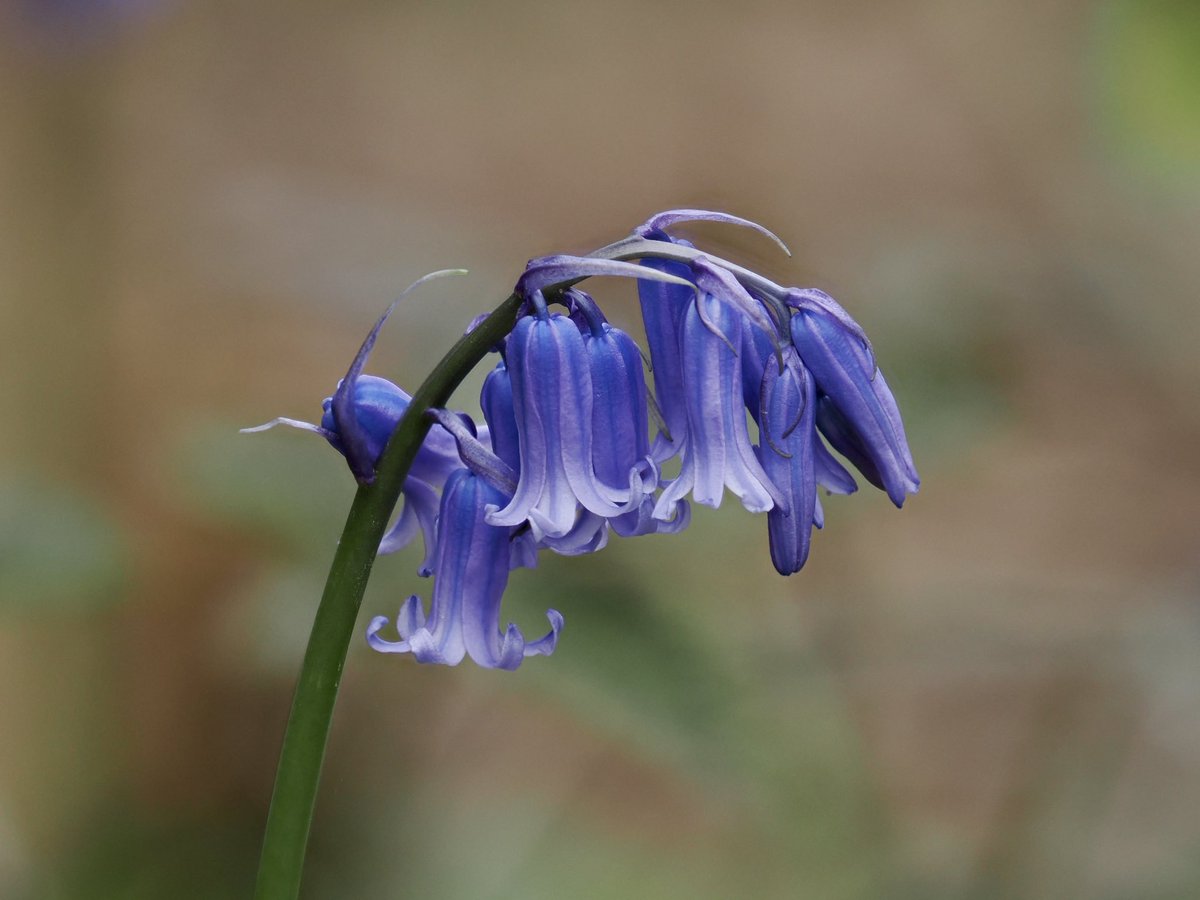 suerobphoto's tweet photo. So lovely walking through Bluebell woodland this morning. It was a wellies expedition so a challenge with walking poles sticking with every step. Worth every suctioning heave to get free, though 🤣. #Moschatel, #Bluebells, Tree and Bluebells, Young Oak Leaves. #Sussex #Woodland https://t.co/cKRb7vZEQN