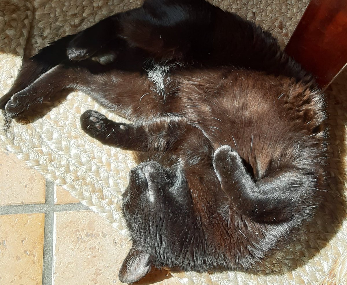 My black shorthaired cat rolled on the floor as if dead!