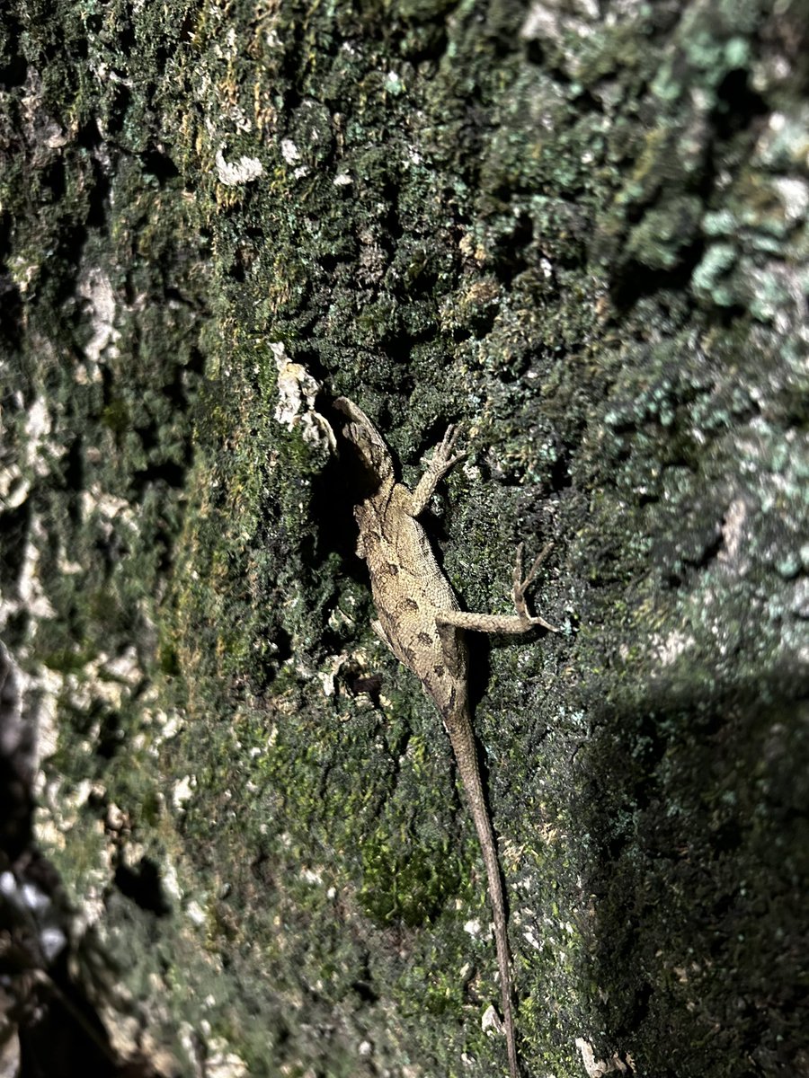 你在看黃推的時候，這隻蜥蜴正在睡覺🤫🤫