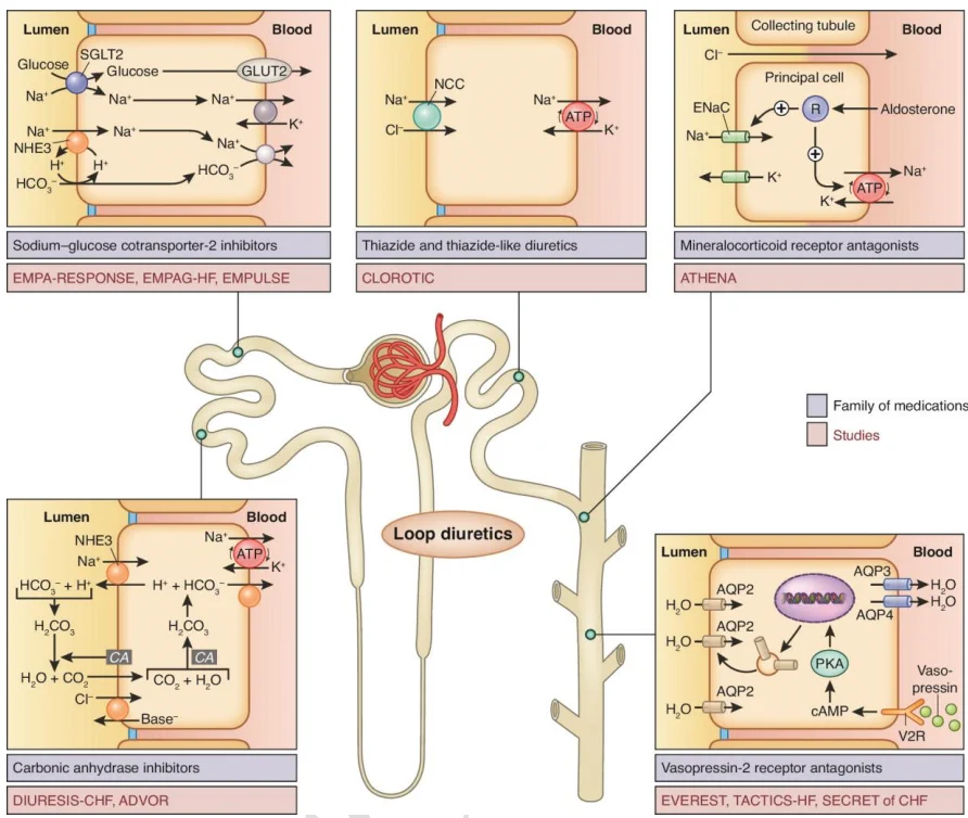 The sites of action, family of medications, and clinical trials exploring combination diuretic therapy for acute heart failure. TACTICS-HF and SECRET of CHF are references 68 and 69 respectively. CA: carbonic anhydrase; AQP: aquaporin 
