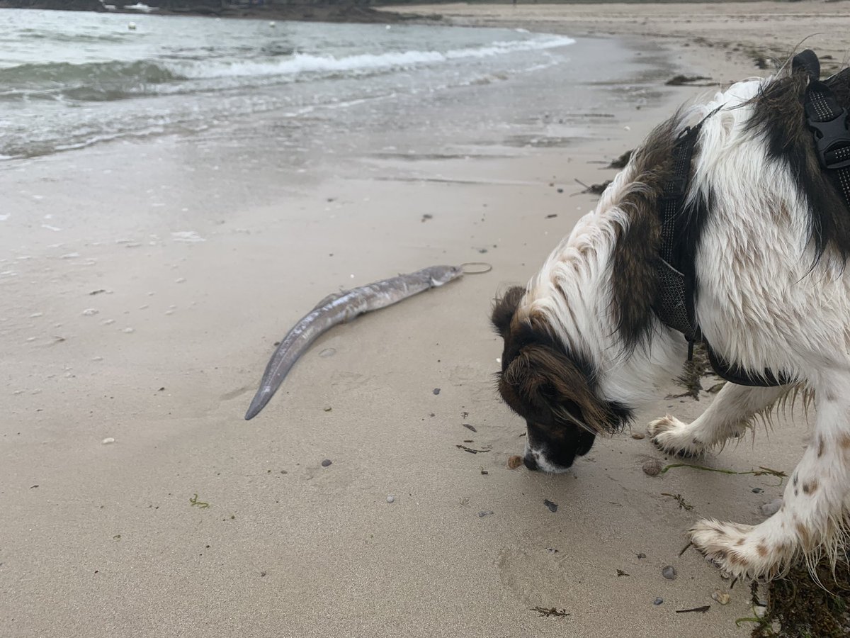Indylepotichien's tweet photo. On trouve des drôles de trucs à la plage ! Celui-là ne m’inspirait pas confiance, je me suis même pas roulé dedans… https://t.co/T6oJ0EqhAY