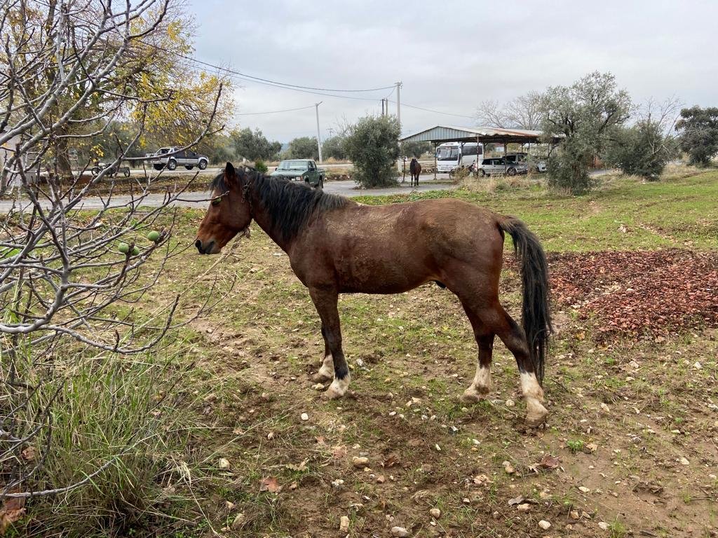 KemalpasaTarim's tweet photo. Hayvan Sağlığı Birimimiz tarafından İlçemiz sınırlarında. Tek tırnaklı 🐎🐴🫏🫏hayvanlarda, akut ve kronik seyirli bulaşıcı bir hastalığa sebebiyet veren #Ruam infeksiyon taramaları için sahadalar. https://t.co/IsZo7OwA1h