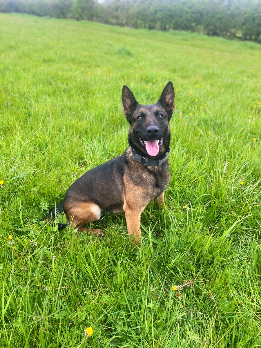 PD Xena & PD Teddy tweet media