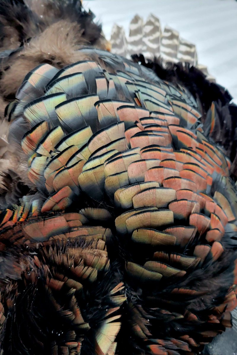 Rockymtnx's tweet photo. This happened this morning...
More pics and update to come later.
#AlbertaTurkeyDown #LongBeard #FirstTurkey @BenelliCanada https://t.co/6yp6TlgU8z