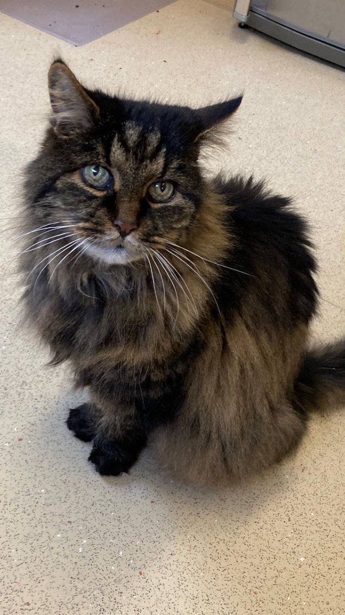 FortunesFelines's tweet photo. @TreasuryMog Afternoon Boss, I'm Hagrid a 16 year old long haired tabby and next is my Cyprus ginger tabby friend Purdy she's 14 and next is my sisfur Tilly who is now OTRB 🌈 https://t.co/XWNu9s5PEO