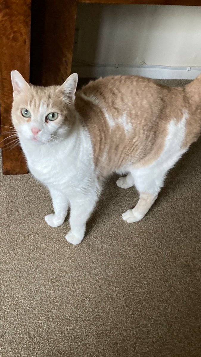 FortunesFelines's tweet photo. @TreasuryMog Afternoon Boss, I'm Hagrid a 16 year old long haired tabby and next is my Cyprus ginger tabby friend Purdy she's 14 and next is my sisfur Tilly who is now OTRB 🌈 https://t.co/XWNu9s5PEO