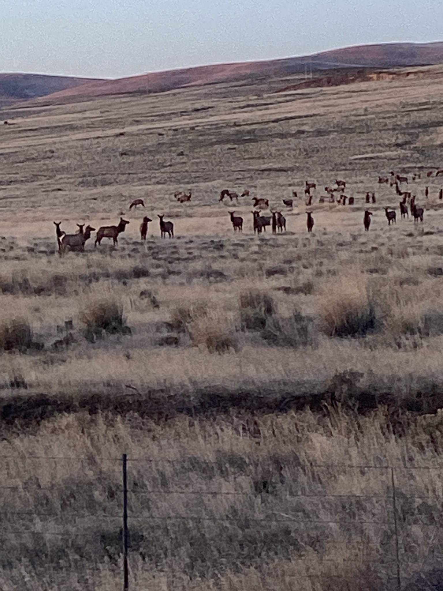Snoqualmie Pass on Twitter "I90/Vantage Elk Herd Update WDFW said