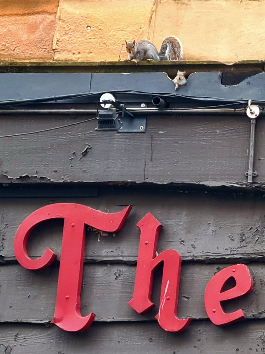 It seems that in the west end of Glasgow even squirrels prefer to live in tenement buildings!

#glasgow #tenements #tenementlife #squirrels #woodlands #urbanwildlife #urbannature #glasgowwildlife #naturephotography #citywildlife