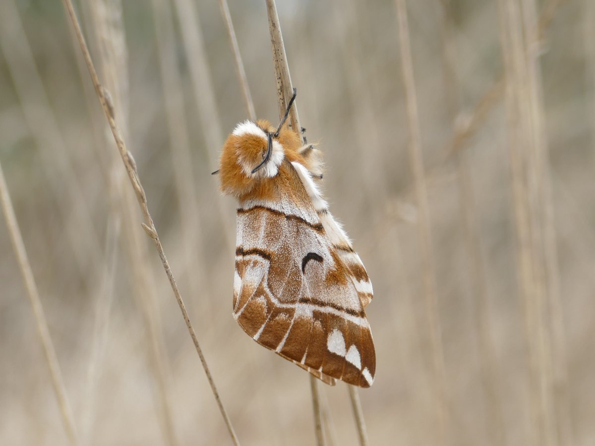 Onlangs werd de gevlamde vlinder gespot in het Park, deze soort is zeer zeldzaam (rode lijstsoort). De vlinder komt voor in bossen met zandgrond. De vlinder is goed te herkennen aan de chocolade-tot kaneelbruine met crèmekleurige tekening. 

©Nina de Vries