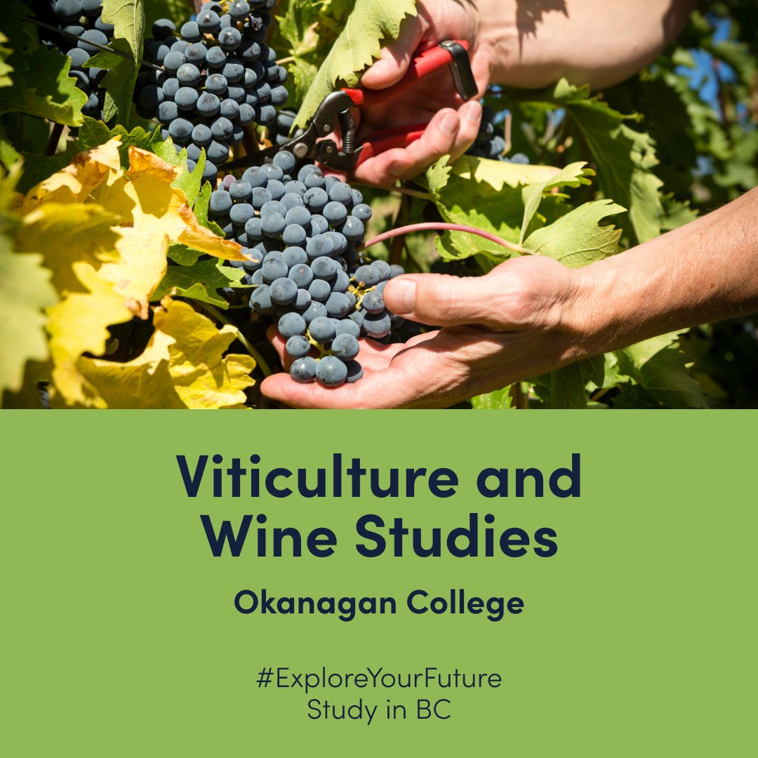 StudyinBC's tweet image. 🍇🍷 Dive into the world of wine with Okanagan College's Wine and Viticulture Technician program. Learn the art of winemaking from grape to glass. #WineLovers #StudyInBC #ExploreYourFuture