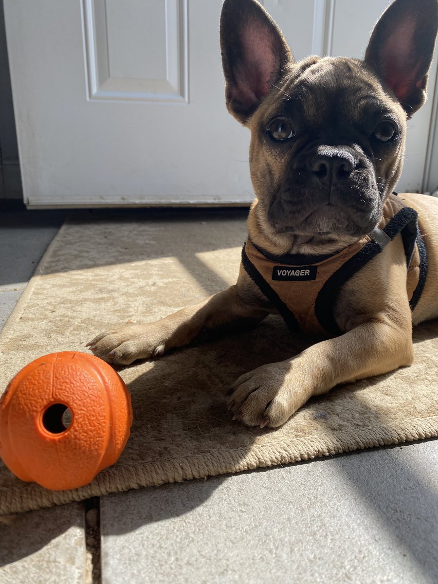 GidgetsThinks's tweet photo. Hello! Iz Gidget! Dis my “ball”! https://t.co/XcftL9KkqU