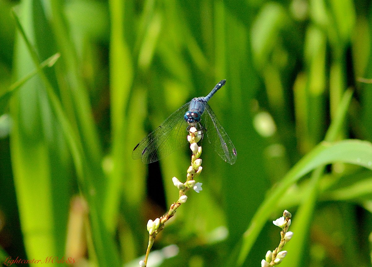thereal_mo01's tweet photo. #wildlifephotography #NaturePhotography #dragonfly #nikonphotography #palmcityfl https://t.co/bGekVhIVNC