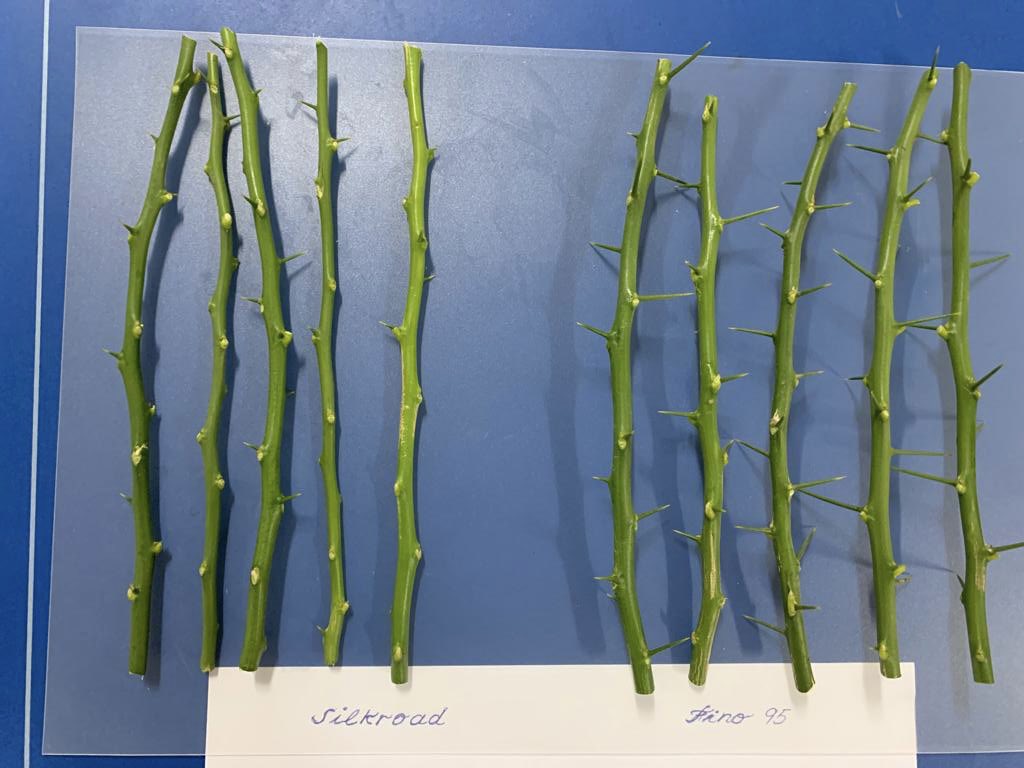 Limón 🍋 Silkroad. Mucha menor presencia de espinas en ramas. Foto comparativa con Fino 95