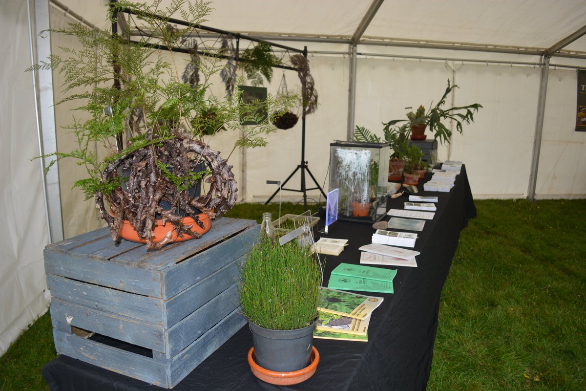 Just set up at bbcgardenersworldlive.com/spring-fair/pp… For the ebps.org.uk
Want to talk Ferns come and see to us on SS1.