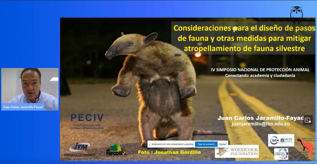 ObsAnimalista's tweet photo. Inicia su presentación Juan Carlos Jaramillo, profesor del @ITMinstitucion y coordinador de @recosfa, quien compartirá sobre las consideraciones para el diseño de pasos de fauna y mitigación de atropellamiento de fauna silvestre. 

Sigue la transmisión: https://t.co/OBdWMOUsRc https://t.co/brrmFSu9RD
