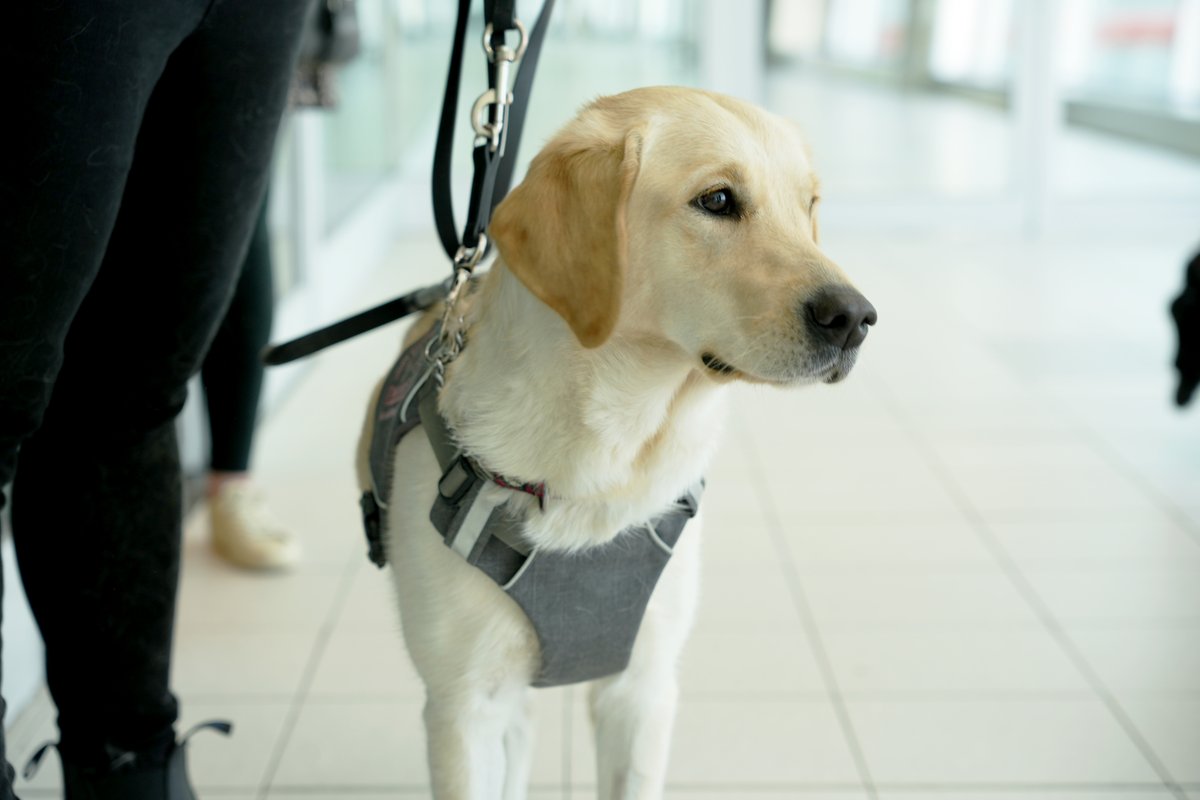 TorontoPearson's tweet photo. Fly with ease and inclusivity at Pearson! We're proud to have celebrated International Guide Dog Day on April 26 in partnership with @WestJet and @LFCDogGuides. Our commitment to accessibility ensures a positive airport experience for all. #AccessibleTravel #GuideDogsDay 🛫🐾 https://t.co/avtikUjT81