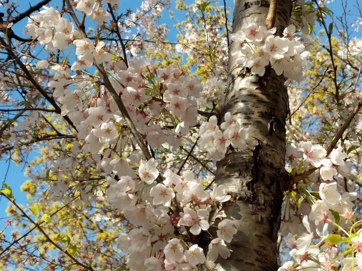 KateriLanthier's tweet photo. Last of the cherry blossoms at #robartslibrary. #hurry #Toronto #poetrymonthisalmostover https://t.co/J1kv3zCzJQ