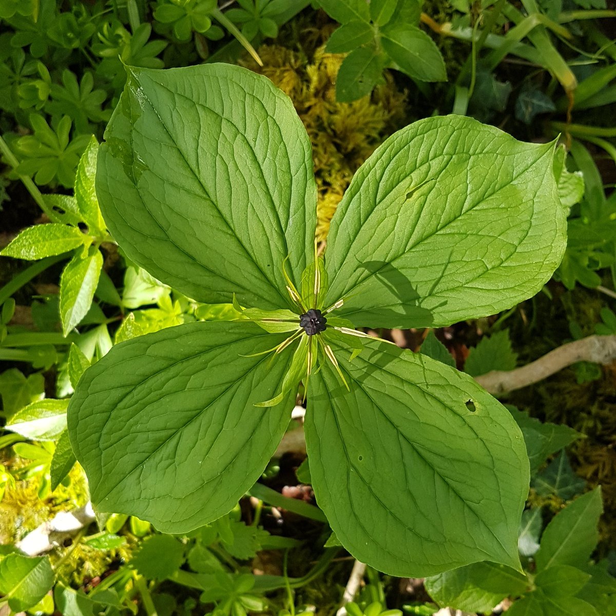 indemerably's tweet photo. @Naturalcalendar Wonderful! Were you out volunteering with me?😆We were lucky enough to spot herb Paris and goldilocks buttercups among the other spring goodies. https://t.co/cOkgQs5xwX