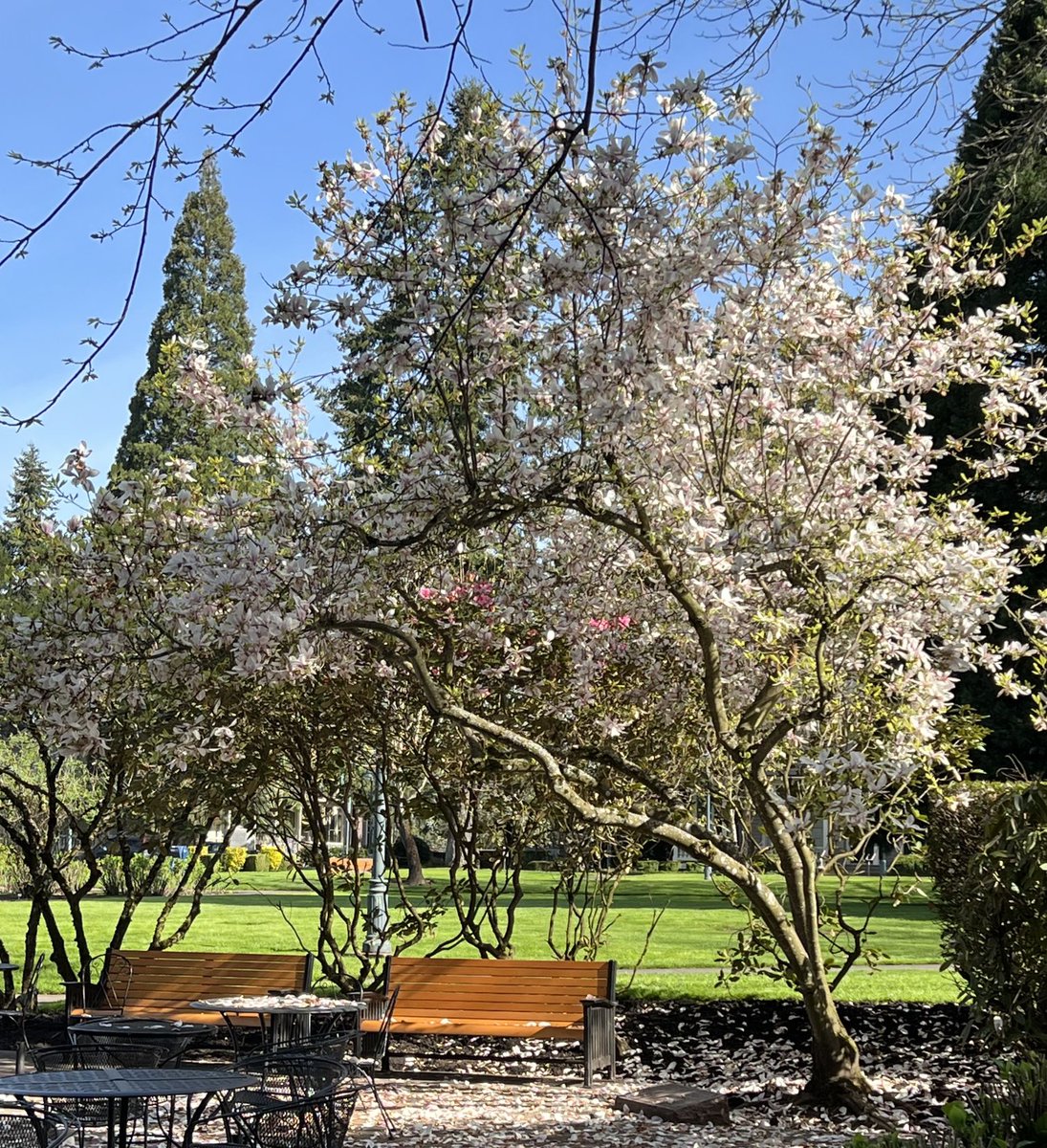 NancyPettit's tweet photo. ⁦@MyFaveBench⁩ #whereiwalk #officersrow #FortVancouverNationalHistoricPark https://t.co/CdtMGWvf0N