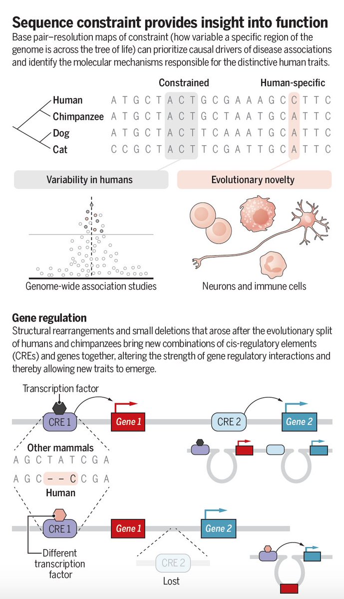 'In humans worldwide, the Zoonomia studies [genomes from 240 placental mammals] demonstrate how explicitly thinking about humans as a mammal among mammals can substantially enrich our understanding of the emergence of evolutionary novelty and human uniqueness.'