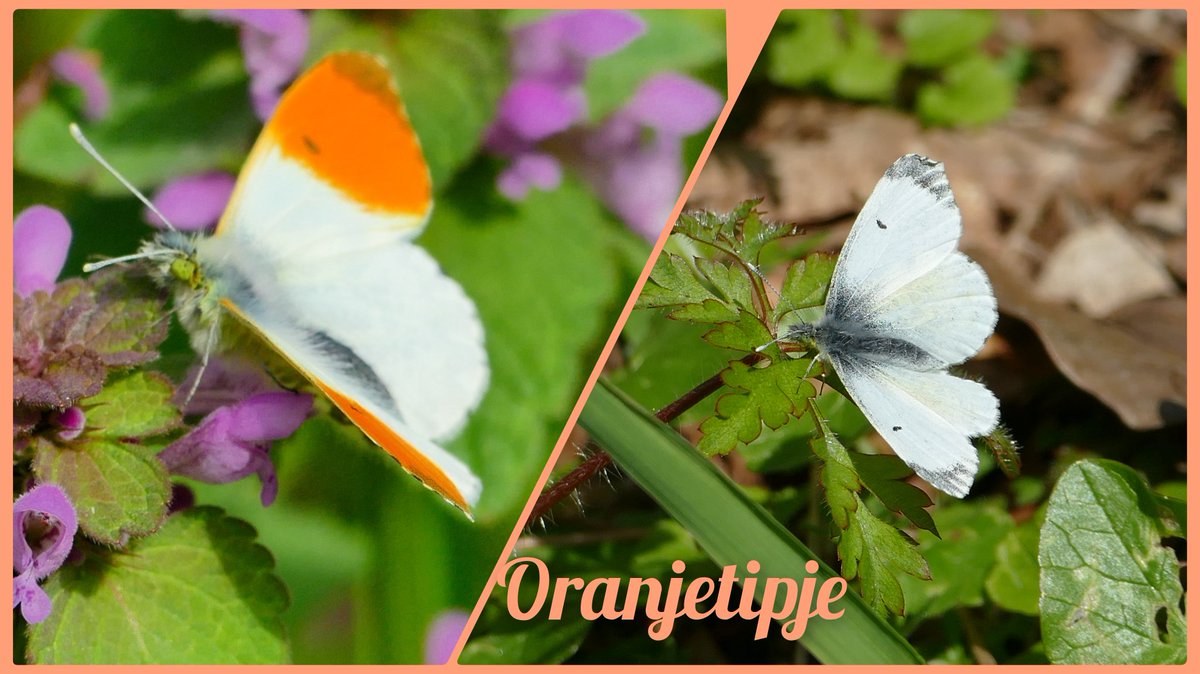 Robpjvdb's tweet photo. #oranjetipje #deweekvan Vandaag verschenen beiden voor de lens https://t.co/do59bfJEqL