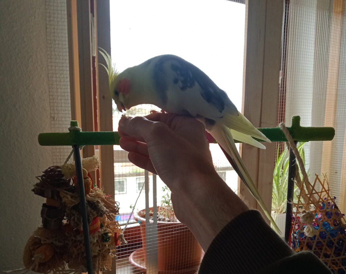 cookie_kikki's tweet photo. Wir schulden euch ja noch den Beweis. Hier sitze ich🍪 das erste mal auf der nackten Hand https://t.co/iaKNagLPIz