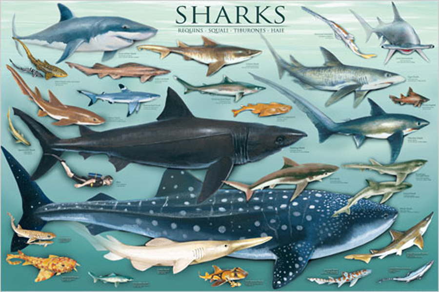Sharks have an incredible sense of smell, detecting prey from miles away. Some species can even detect a single drop of blood in an Olympic-sized pool! 🦈👃 #sharks #shark #oceanlife #animals #ocean