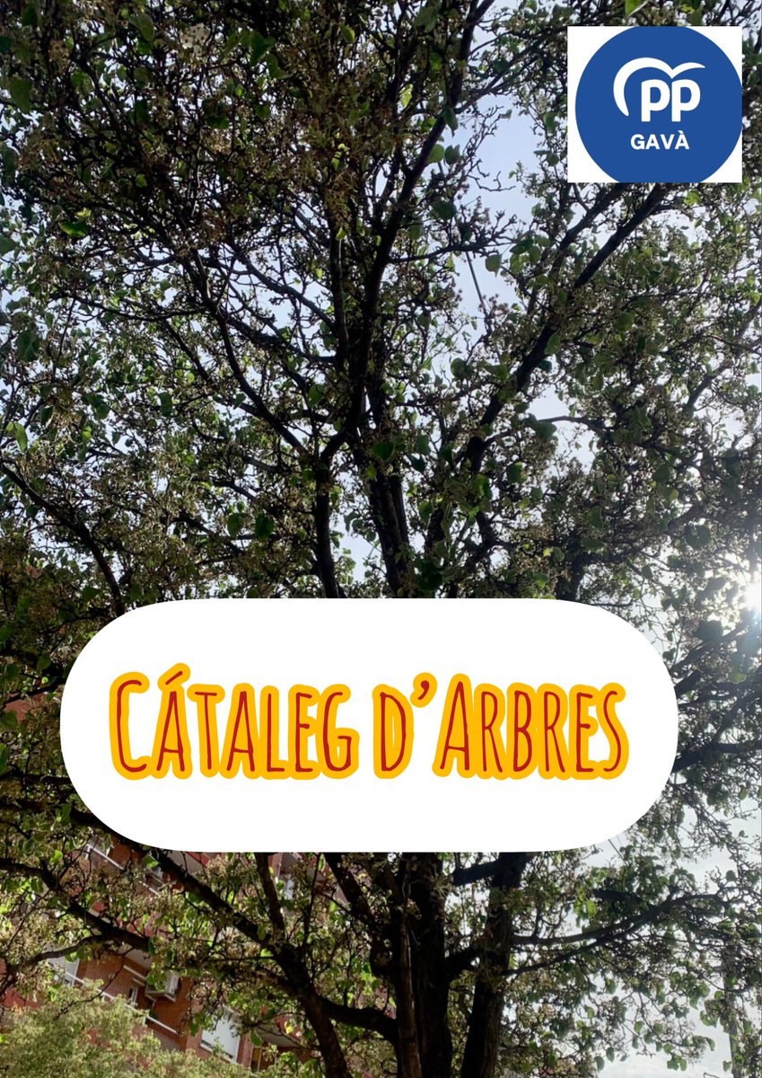 monica pares centeno tweet media